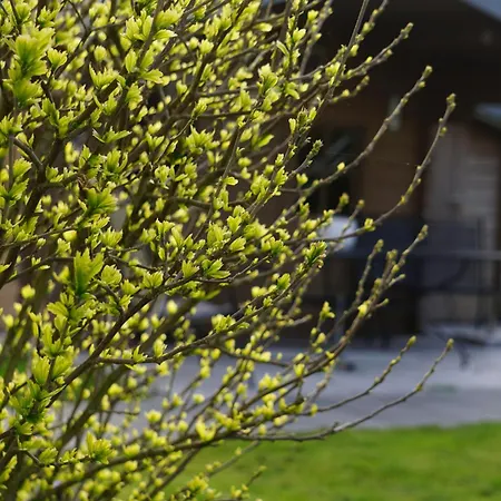 Direkt Am - Bodenseeresidenz In Διαμέρισμα Bodman-Ludwigshafen