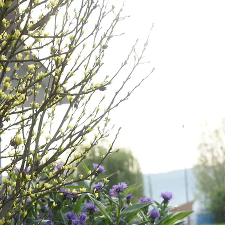 Direkt Am - Bodenseeresidenz In